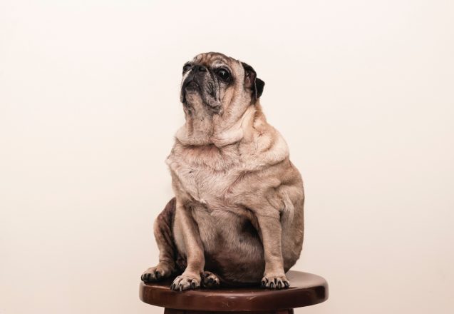Are You Overweight Because Of A Hormone Imbalance?